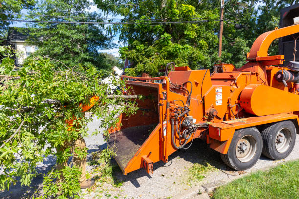 Best Residential Tree Removal  in Pinehurst, TX